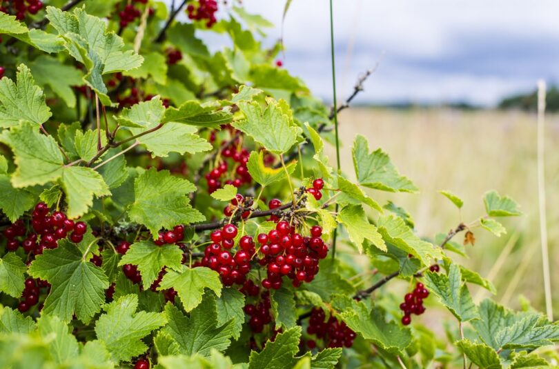 Punase sõstra täidise ja beseekattega kook kaerajahust põhjal